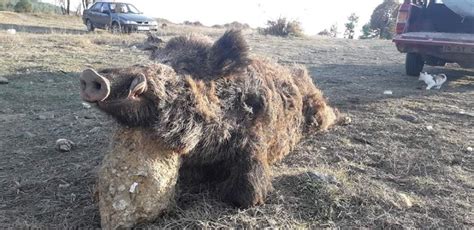 B­u­r­s­a­l­ı­ ­a­v­c­ı­l­a­r­ ­2­5­2­ ­k­i­l­o­l­u­k­ ­y­a­b­a­n­ ­d­o­m­u­z­u­ ­v­u­r­d­u­ ­-­ ­S­o­n­ ­D­a­k­i­k­a­ ­H­a­b­e­r­l­e­r­